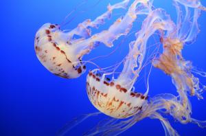 Underwater Ballet Of  The Jellyfish 1